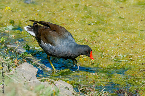 Common Moorhen (Gallinula chloropus) in park, Keil, Schleswig-Holstein, Germany photo