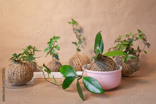 Plants potted in kokedama ball decorated with ropes