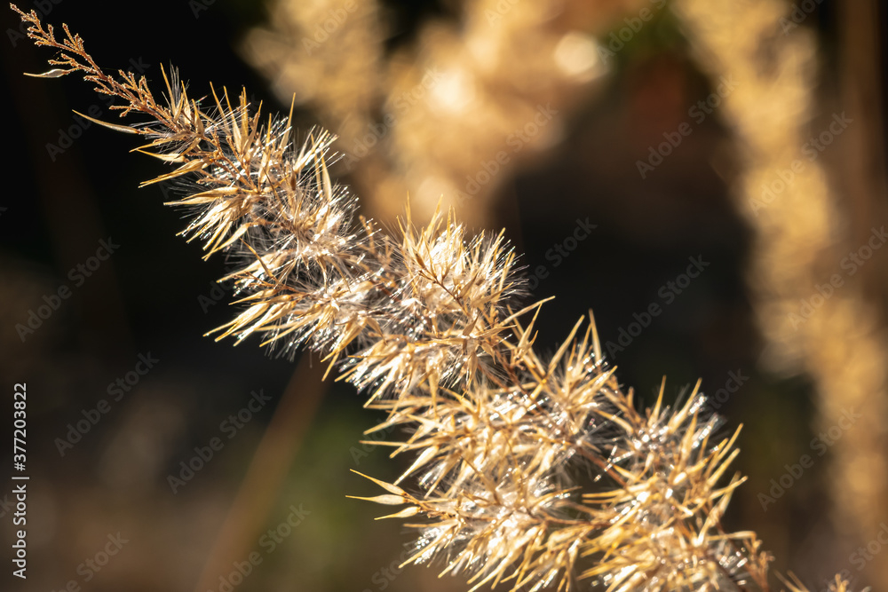 Autumn golden Grass In Sunset Light. backlight Autumn golden Grass In Sunset Light. backlight