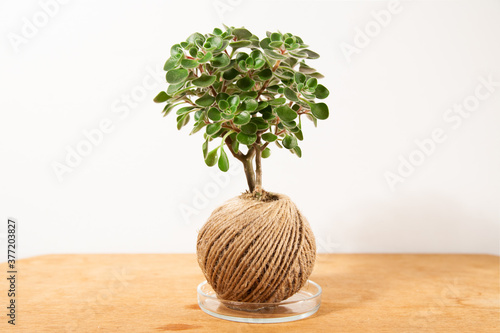 Kokedama composition with hedera plant