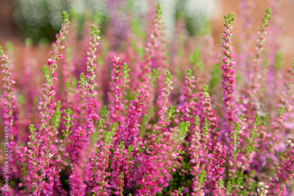 Pink heather flowers in botanic garden