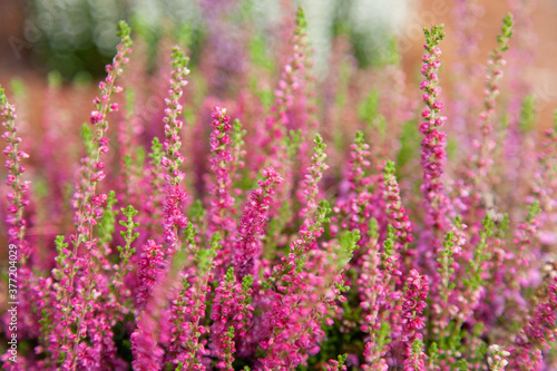 Pink heather flowers in botanic garden