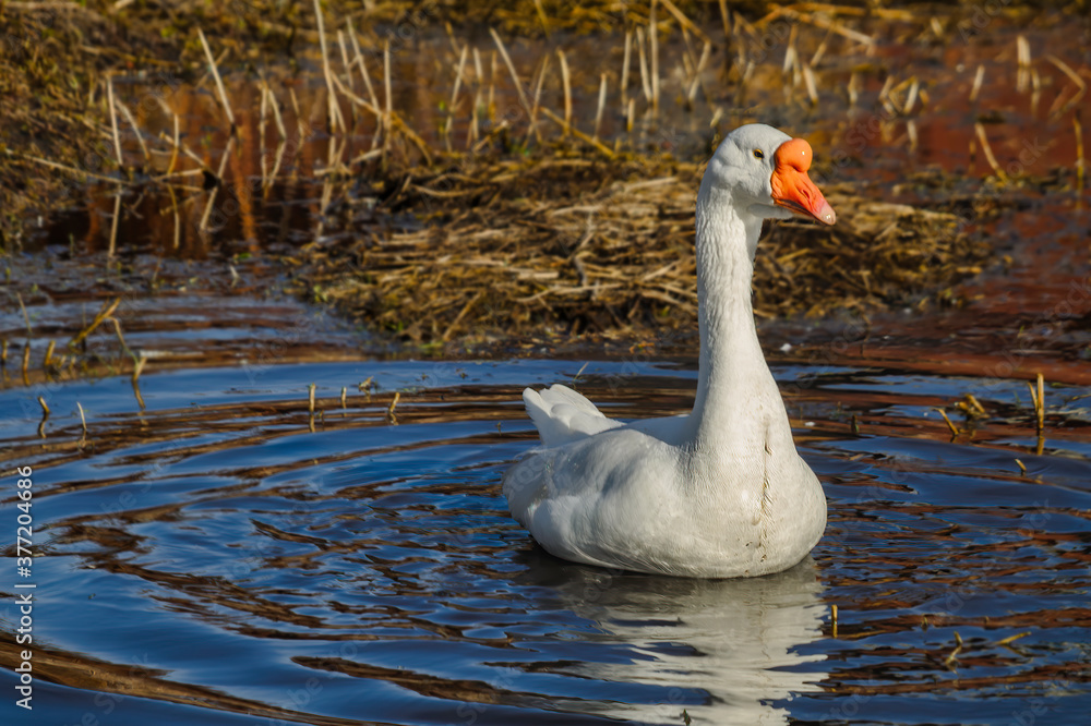 Obraz premium Home white goose is swimming in a pond
