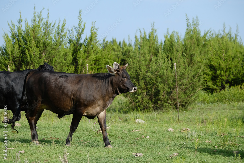 Black beef cow walking through green farm field grass during summer. Black beef cow walking through green farm field grass during summer.