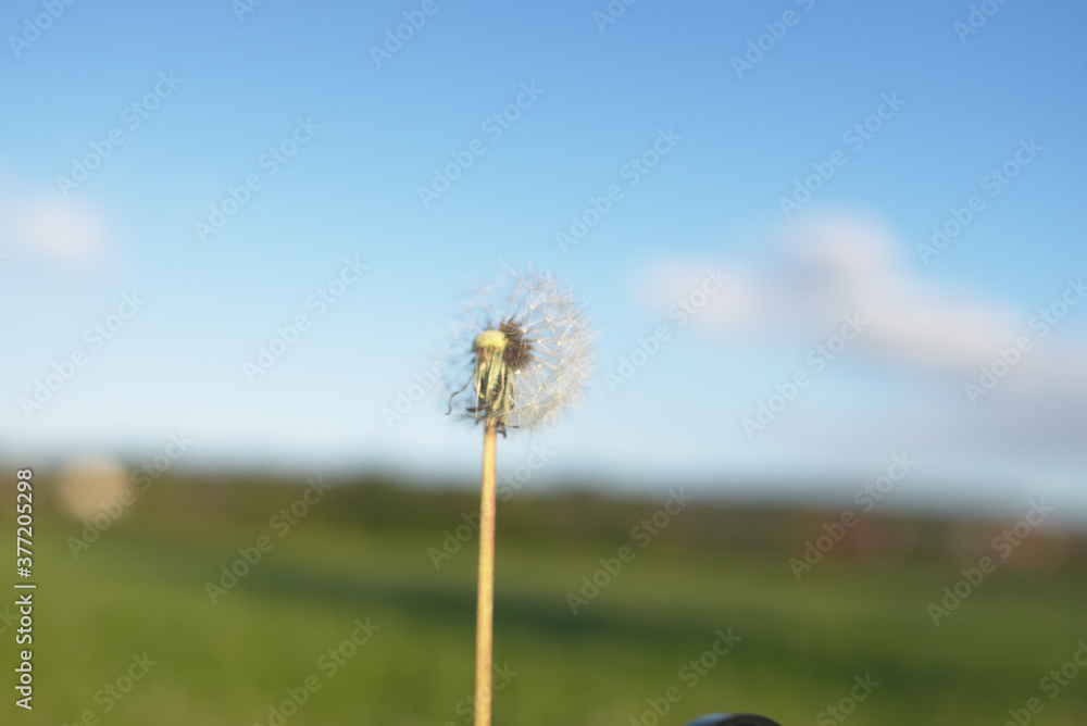 Fototapeta premium Dandelion dandelion
