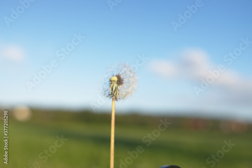 Dandelion dandelion