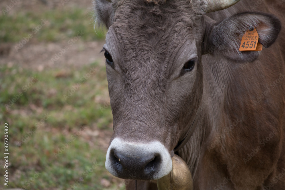 muso di una mucca