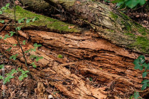 Der Verfall eines Baumstammes im Wald bereitet dem neuen Leben den Weg