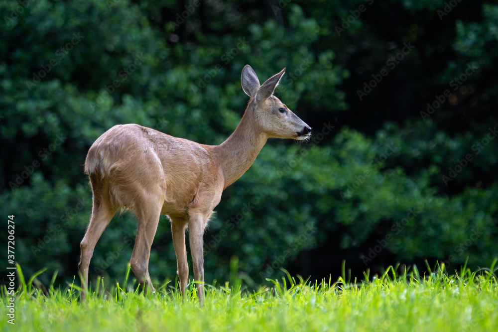 Roe deer in forest, Capreolus capreolus. Wild roe deer in nature. Roe deer in forest, Capreolus capreolus. Wild roe deer in nature.