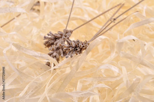stalk of dry wheat spikelet