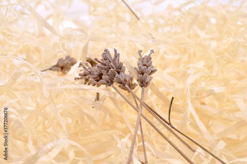 stalk of dry wheat spikelet
