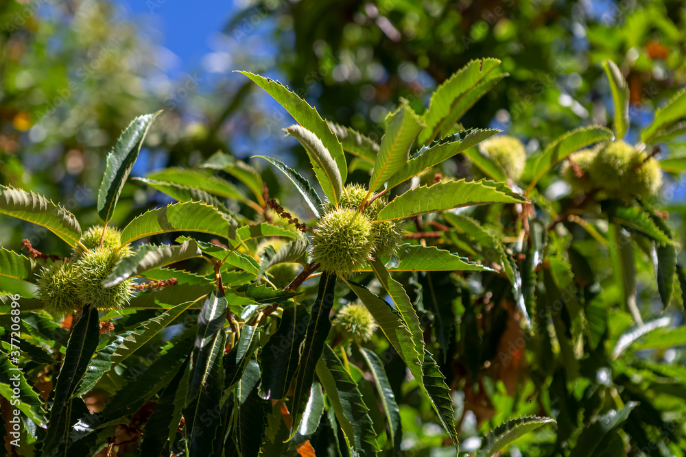 View of chestnut tree with detail of chestnut hedgehogs View of chestnut tree with detail of chestnut hedgehogs