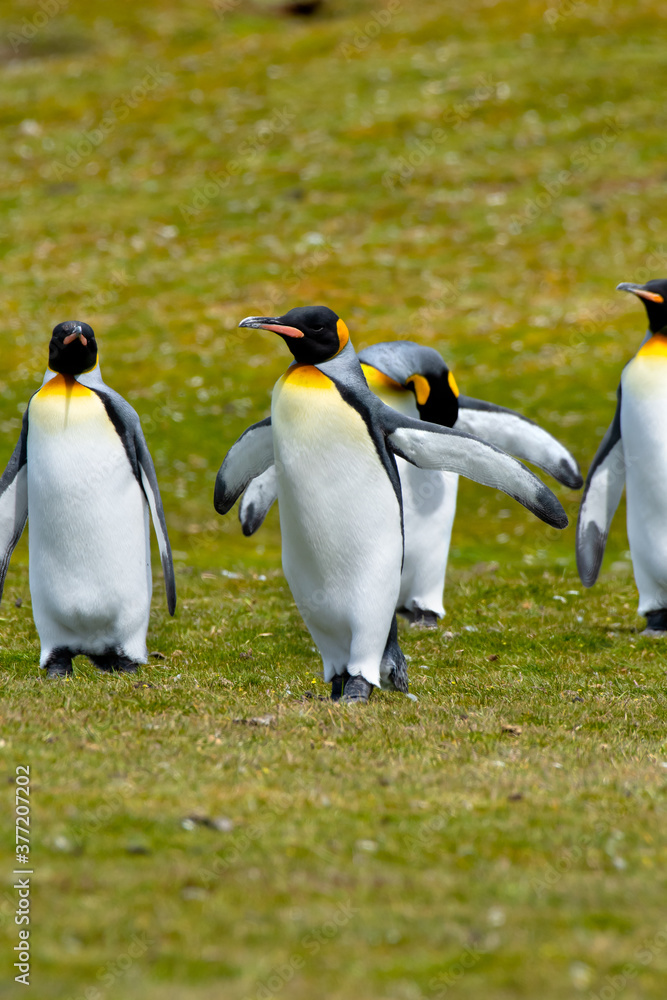 Fototapeta premium A Group of King Penguins out for a walk at Volunteer Point, Falkland Islands