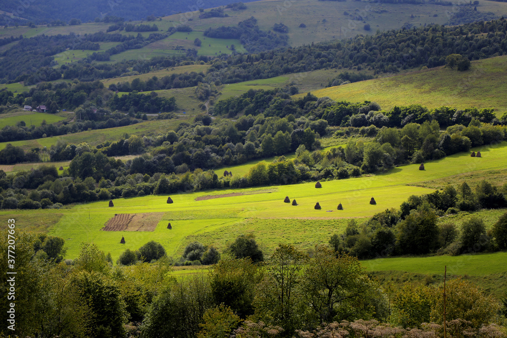 Obraz premium weathering of hay, haystacks in the field. idyllic country landscapes on a sunny day. beautiful rural landscape of the Carpathian mountains