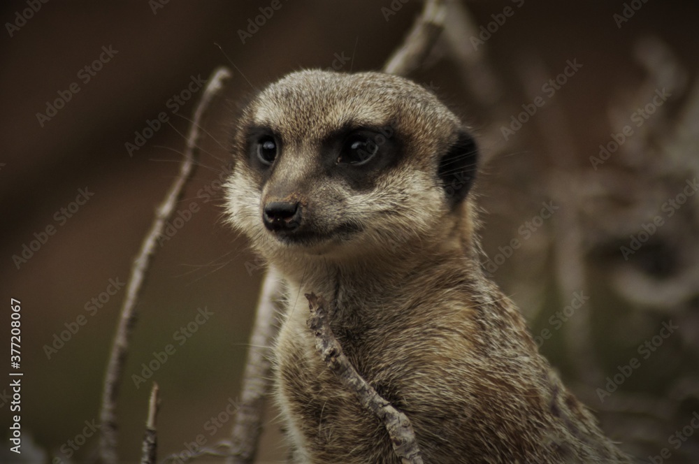 Erdmännchen im Zoo Leipzig Erdmännchen im Zoo Leipzig