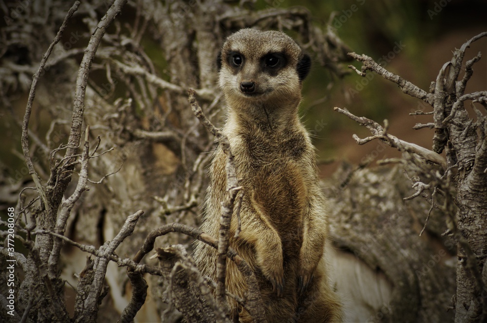 Fototapeta premium Erdmännchen im Zoo Leipzig