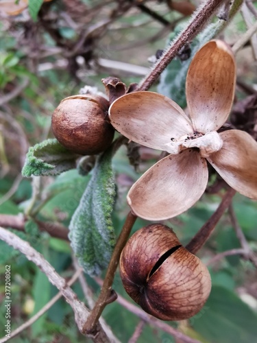 chestnuts on the tree
