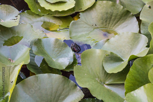 tartaruga palustre in uno stagno photo