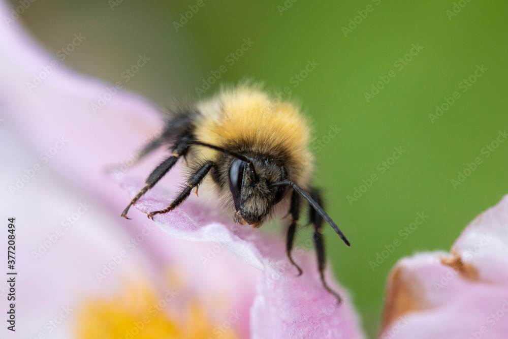 Bumblebee on Anemone tomentosa Bumblebee on Anemone tomentosa