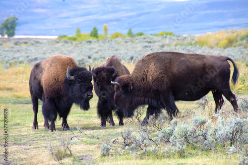 Three Buffalo in Yellowstone National Park.