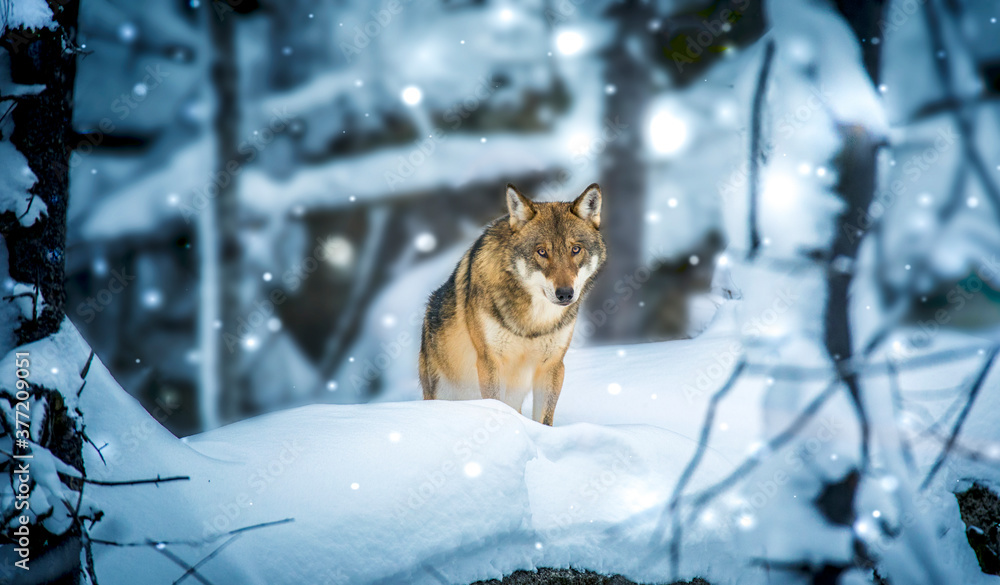 Obraz premium very nice winter landscape with one Wolf