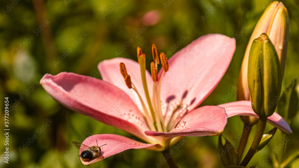 Fototapeta premium Beautiful flowers in our garden