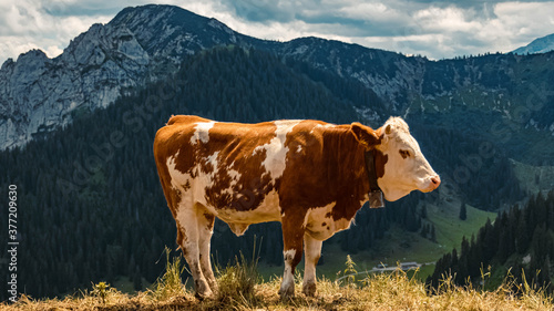 Beautiful alpine summer view with a cow at the famous Wallberg summit, Tegernsee, Bavaria, Germany