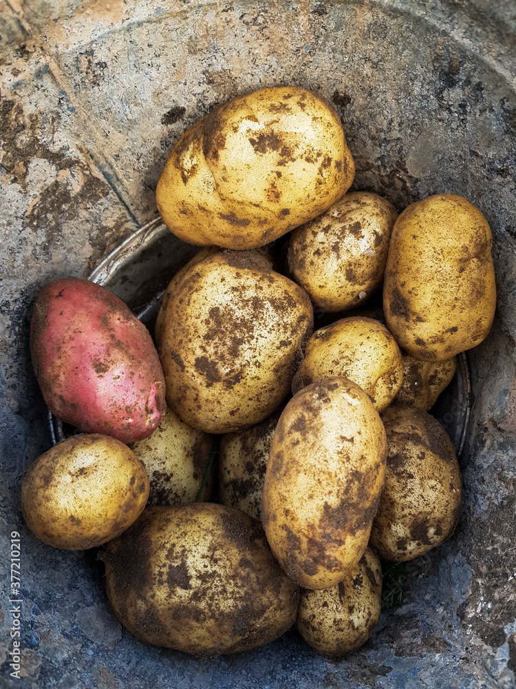 Various varieties of potatoes are in a metal bucket. Red and yellow potatoes Various varieties of potatoes are in a metal bucket. Red and yellow potatoes