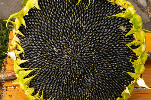 Black sunflower seeds pattern. Sunflower seeds background.