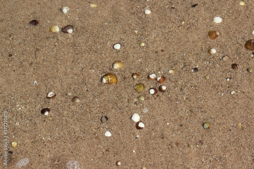 Sand, Muscheln