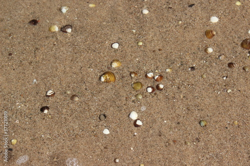 Sand, Muscheln