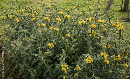 Gardening and landscaping. Phlomis fruticosa plant, also known as Jerusalem sage, beautiful green leaves and flowers of yellow petals blooming in the garden.