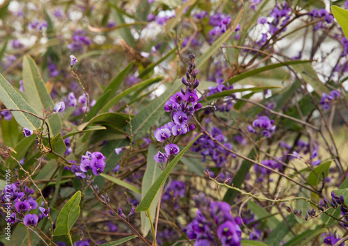 Hardenbergia violacea, also known as False sarsaparilla or Purple coral pea, beautiful violet flowers blooming in the garden in spring.
