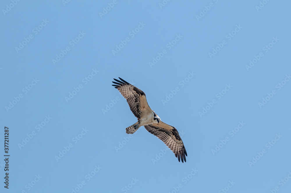 Osprey (Pandion haliaetus) in Bolsa Chica Ecological Reserve, California, USA Osprey (Pandion haliaetus) in Bolsa Chica Ecological Reserve, California, USA