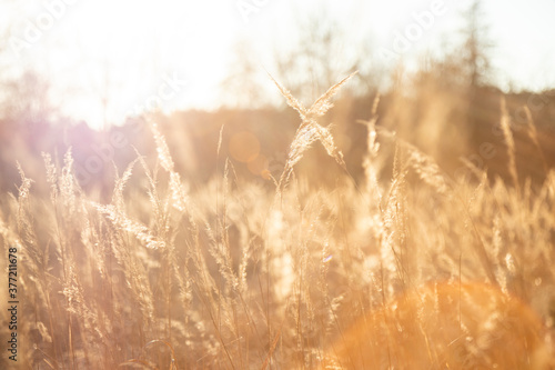 Reed plant during the golden hour causing soft light. Dreamy atmosphere