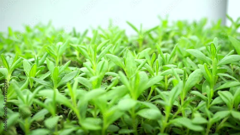 sprouts of a plants growing in a greenhouse under artificial lighting. sprouts of a plants growing in a greenhouse under artificial lighting.