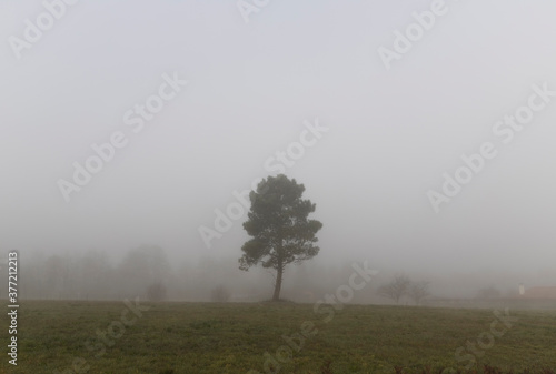 Lonely tree in a field on a foggy morning