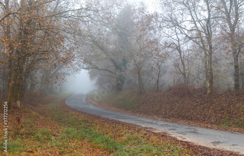 Rural road through autumn forest on a foggy morning