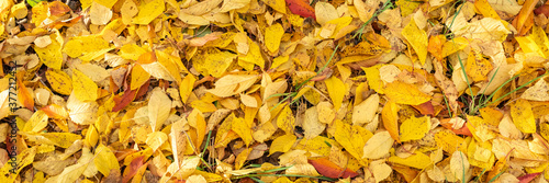 Yellow and Orange Autumn Leaves Background. Colorful fall season leaves lying on the ground.