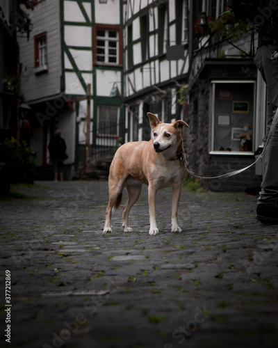 Dog standing in the middle of the street. In the background traditional half-timbered houses are visible. Moody vibes.