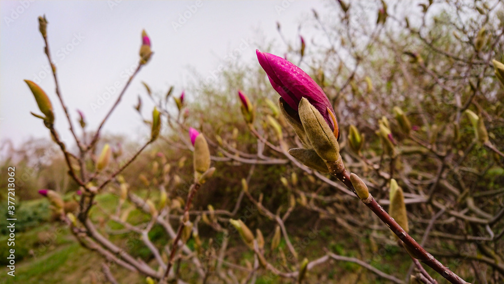 Fototapeta premium Flower And Buds Of The Magnolia Grandiflora, The Southern Magnolia Or Bull Bay, Tree Of The Family Magnoliaceae