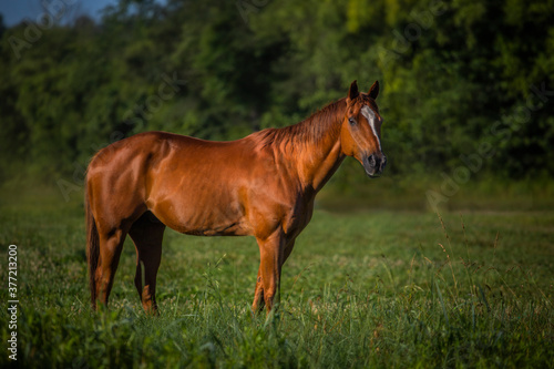 Beautiful chestnut horse © diana