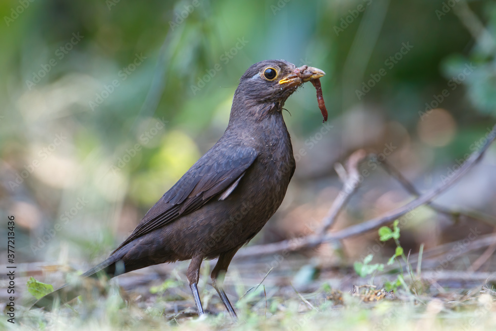 Turdus merula catching earthworms on the ground Turdus merula catching earthworms on the ground