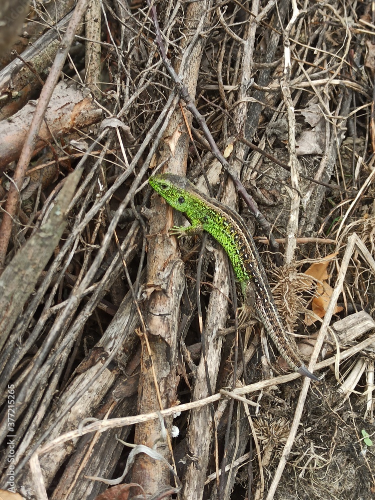 Fototapeta premium little curious lizard in the garden