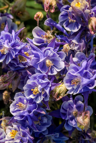 Columbine (Aquilegia hybrida) in garden photo