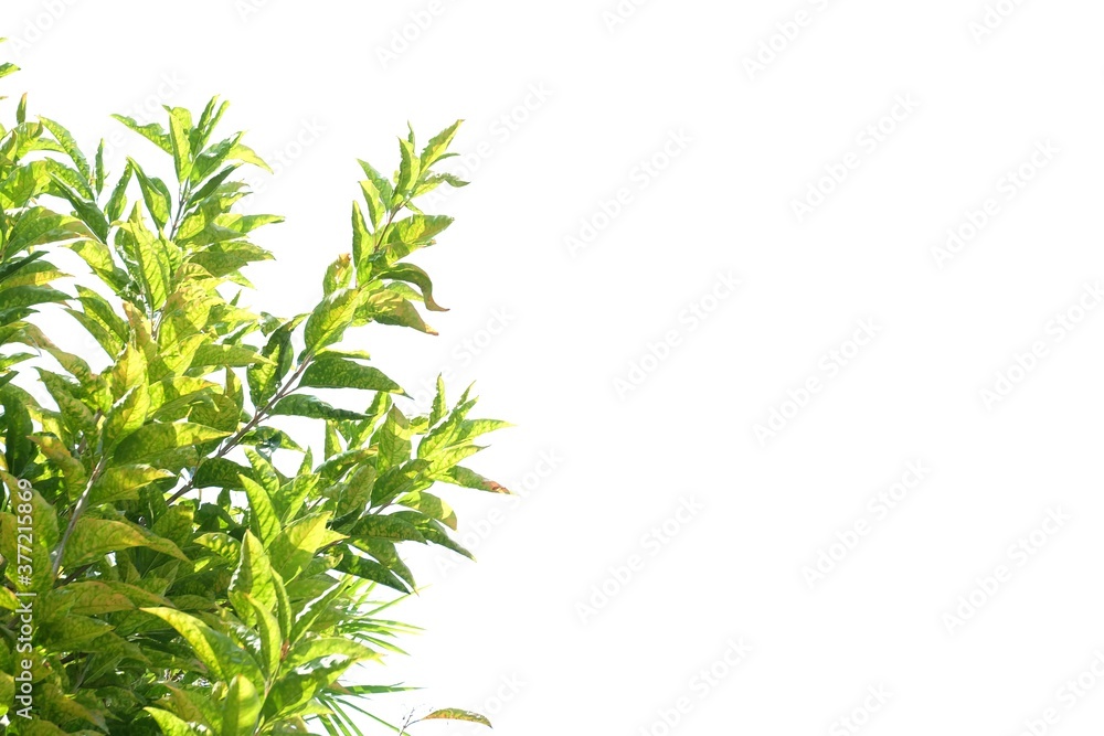 Tropical tree with leaves branches with sunlight on white isolated background for green foliage backdrop Tropical tree with leaves branches with sunlight on white isolated background for green foliage backdrop