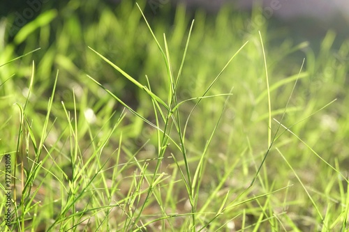 In selective focus wild grass growing in a field with warm light in the lately evening and green nature background