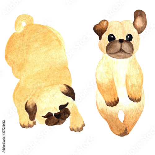 Cute pug puppy. Watercolor set
