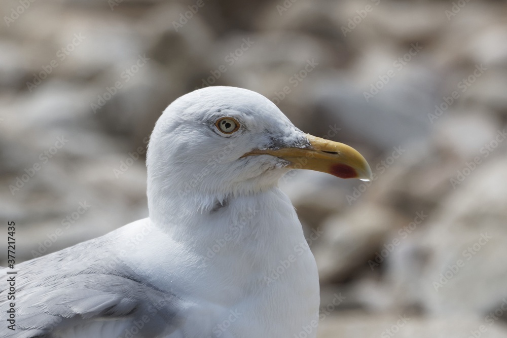 Head of a herring gull, Larus argentatus Head of a herring gull, Larus argentatus