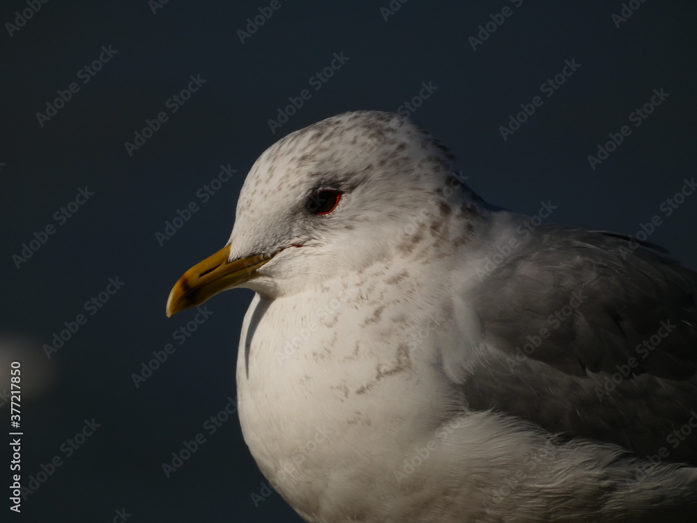 Portrait of European herring gull (Larus argentatus) - white gull with yellow beak and grey wings
